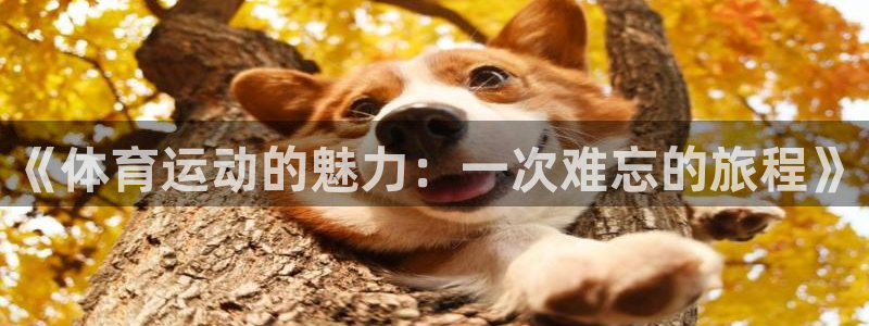 vsport体育官网下载平台假的吗是真的吗：《体育运动的魅力